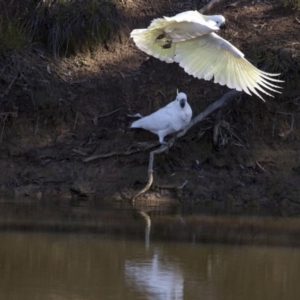 Cacatua galerita at Dunlop, ACT - 27 Jul 2014