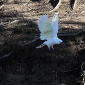 Cacatua galerita at Dunlop, ACT - 27 Jul 2014