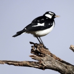 Grallina cyanoleuca (Magpie-lark) at Hawker, ACT - 5 Jul 2014 by AlisonMilton