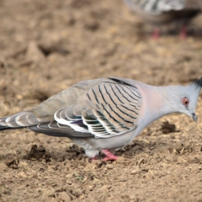 Ocyphaps lophotes (Crested Pigeon) at Hawker, ACT - 5 Jul 2014 by Alison Milton