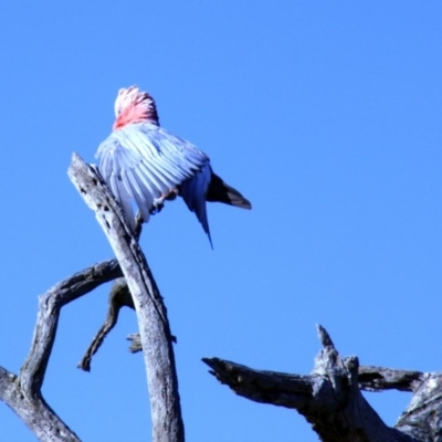 Eolophus roseicapilla (Galah) at Hawker, ACT - 1 Jan 2012 by AlisonMilton