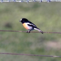 Petroica boodang (Scarlet Robin) at The Pinnacle - 13 Apr 2014 by AlisonMilton