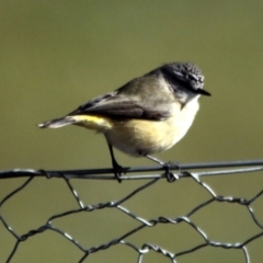 Acanthiza chrysorrhoa (Yellow-rumped Thornbill) at Hawker, ACT - 5 Jul 2014 by Alison Milton