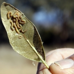 Mnesampela privata (Autumn Gum Moth) at Dunlop, ACT - 19 May 2013 by AlisonMilton