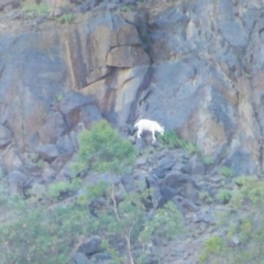 Capra hircus (Wild Goat) at Symonston, ACT - 29 Jan 2017 by Mike