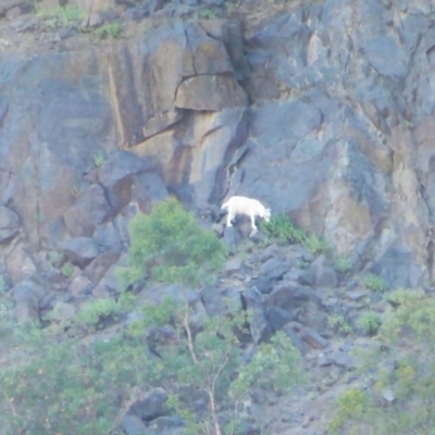 Capra hircus (Goat) at Symonston, ACT - 28 Jan 2017 by Mike