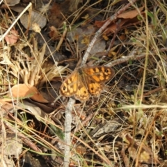 Geitoneura klugii (Marbled Xenica) at Hackett, ACT - 24 Jan 2017 by Qwerty