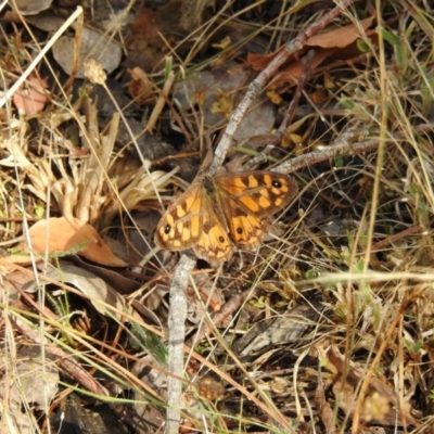 Geitoneura klugii (Marbled Xenica) at Hackett, ACT - 23 Jan 2017 by Qwerty