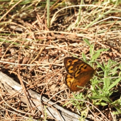 Heteronympha merope (Common Brown Butterfly) at Mount Majura - 2 Jan 2017 by Qwerty