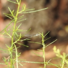 Austrolestes leda (Wandering Ringtail) at Hackett, ACT - 7 Jan 2017 by Qwerty