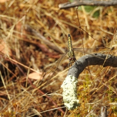 Orthetrum caledonicum (Blue Skimmer) at Hackett, ACT - 3 Jan 2017 by Qwerty