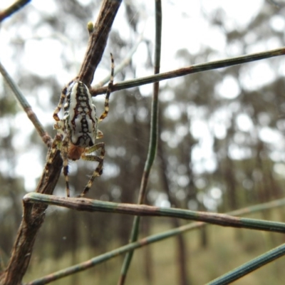 Plebs bradleyi (Enamelled spider) at Hackett, ACT - 1 Jan 2017 by Qwerty