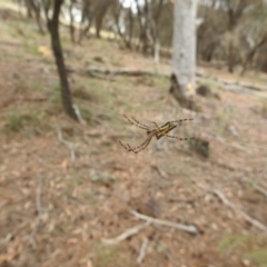 Plebs bradleyi (Enamelled spider) at Hackett, ACT - 3 Jan 2017 by Qwerty