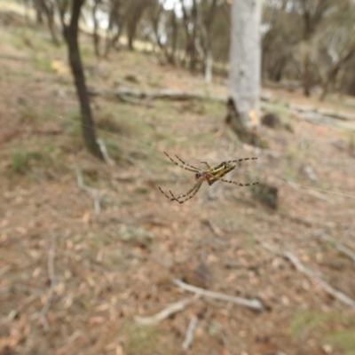 Plebs bradleyi (Enamelled spider) at Mount Majura - 3 Jan 2017 by Qwerty