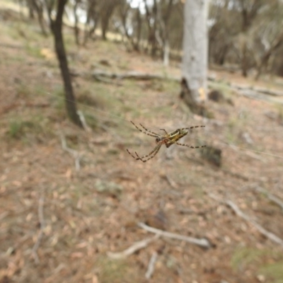 Plebs bradleyi (Enamelled spider) at Hackett, ACT - 4 Jan 2017 by Qwerty