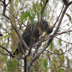 Callocephalon fimbriatum (Gang-gang Cockatoo) at Mount Majura - 25 Jan 2017 by Qwerty