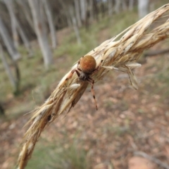 Araneinae (subfamily) (Orb weaver) at Mount Majura - 31 Dec 2016 by Qwerty