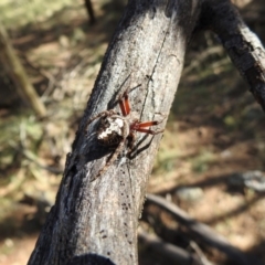 Socca pustulosa (Knobbled Orbweaver) at Hackett, ACT - 2 Jan 2017 by Qwerty