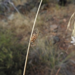 Araneidae (family) (Orb weaver) at Mount Majura - 14 Jan 2017 by Qwerty