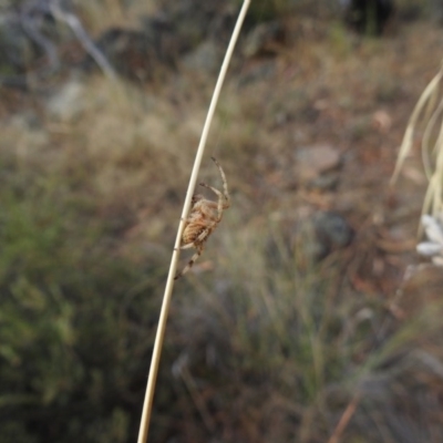 Araneidae (family) (Orb weaver) at Hackett, ACT - 15 Jan 2017 by Qwerty