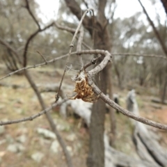 Hortophora sp. (genus) (Garden orb weaver) at Hackett, ACT - 31 Dec 2016 by Qwerty