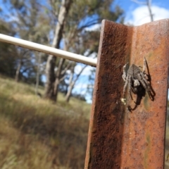 Hortophora sp. (genus) (Garden orb weaver) at Mount Majura - 2 Jan 2017 by Qwerty