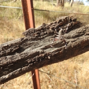 Hortophora sp. (genus) at Majura, ACT - 3 Jan 2017