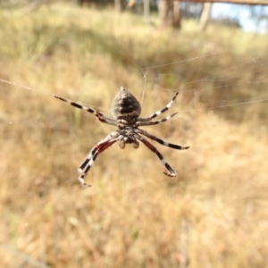 Hortophora sp. (genus) at Majura, ACT - 3 Jan 2017