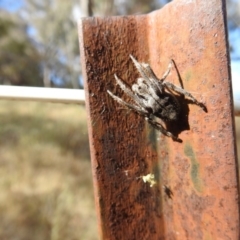 Hortophora sp. (genus) at Majura, ACT - 3 Jan 2017