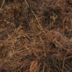 Hortophora sp. (genus) (Garden orb weaver) at Hackett, ACT - 25 Jan 2017 by Qwerty