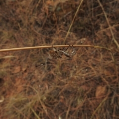 Hortophora sp. (genus) at Hackett, ACT - 26 Jan 2017