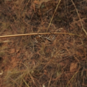 Hortophora sp. (genus) at Hackett, ACT - 26 Jan 2017