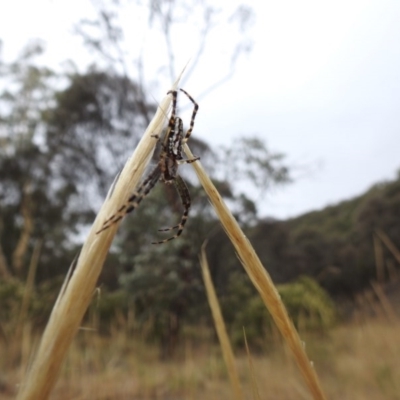 Plebs bradleyi (Enamelled spider) at Hackett, ACT - 25 Jan 2017 by Qwerty