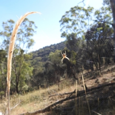 Hortophora sp. (genus) at Mount Majura - 15 Jan 2017 by Qwerty