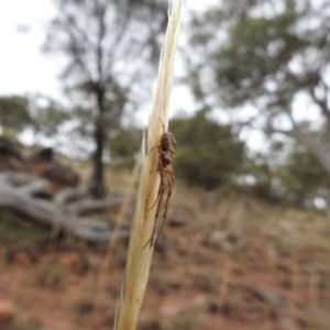 Phonognatha graeffei at Canberra Central, ACT - 25 Jan 2017