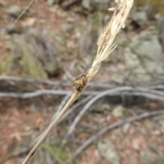 Hortophora sp. (genus) (Garden orb weaver) at Mount Majura - 22 Jan 2017 by Qwerty