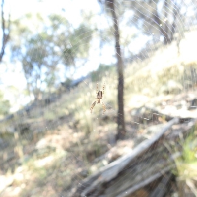 Plebs bradleyi (Enamelled spider) at Mount Majura - 14 Jan 2017 by Qwerty