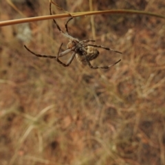 Hortophora sp. (genus) at Canberra Central, ACT - 26 Jan 2017