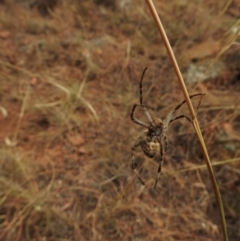 Hortophora sp. (genus) at Canberra Central, ACT - 26 Jan 2017