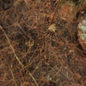 Hortophora sp. (genus) at Canberra Central, ACT - 26 Jan 2017