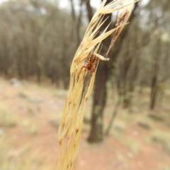 Phonognatha graeffei (Leaf Curling Spider) at Hackett, ACT - 25 Jan 2017 by Qwerty