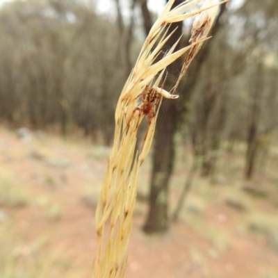 Phonognatha graeffei (Leaf Curling Spider) at Mount Majura - 24 Jan 2017 by Qwerty