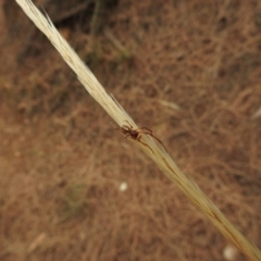 Phonognatha graeffei (Leaf Curling Spider) at Hackett, ACT - 25 Jan 2017 by Qwerty