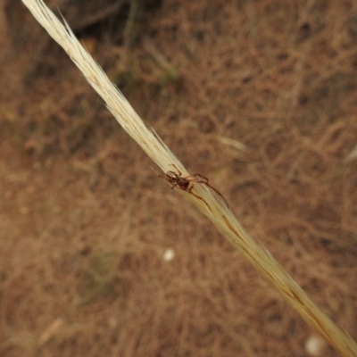 Phonognatha graeffei (Leaf Curling Spider) at Hackett, ACT - 26 Jan 2017 by Qwerty