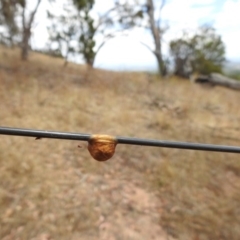 Araneae (order) (Unidentified spider) at Mount Majura - 22 Jan 2017 by Qwerty