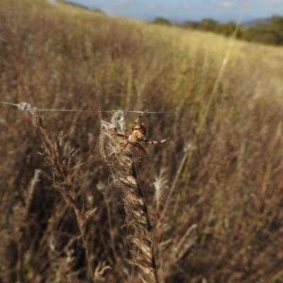 Hortophora sp. (genus) (Garden orb weaver) at Hackett, ACT - 22 Jan 2017 by Qwerty