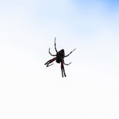 Hortophora sp. (genus) (Garden orb weaver) at Mount Majura - 22 Jan 2017 by Qwerty