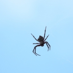 Hortophora sp. (genus) at Majura, ACT - 23 Jan 2017