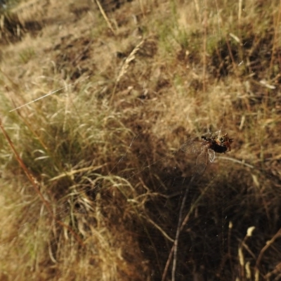 Austracantha minax (Christmas Spider, Jewel Spider) at Mount Majura - 11 Jan 2017 by Qwerty