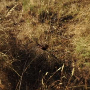 Austracantha minax at Canberra Central, ACT - 12 Jan 2017